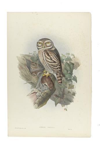 GOULD, JOHN. Group of 16 lithographed plates of birds,